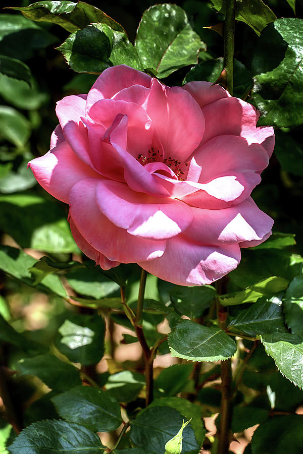 Shaded Pink Rose Photograph by John Haldane