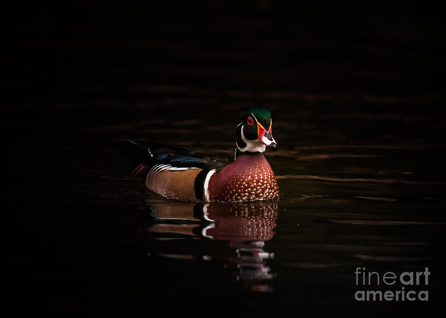 Shaded Wood Duck Photograph by Robert Frederick