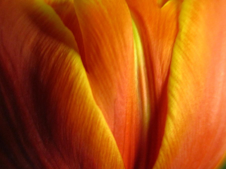 Shades Of a Tulip Photograph by Rosita Larsson