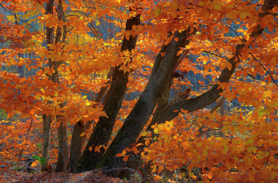 Shades of Amber  Photograph by Jeff Cooper