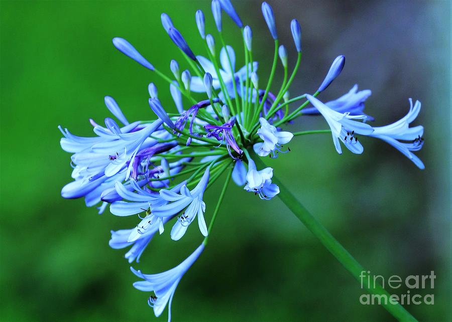 Shades of Blue and Lilac Photograph by Diann Fisher