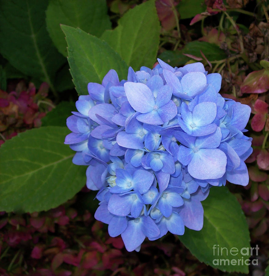 Summer Photograph - Shades of Blue Hydrangea by Mary Ann Weger