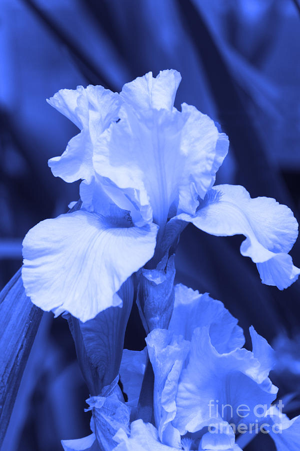 Shades of Blue Iris  Photograph by Cathy Beharriell