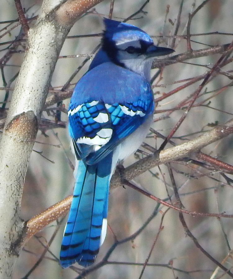 Blue Jay Photograph - Shades of blue by Karen Cook
