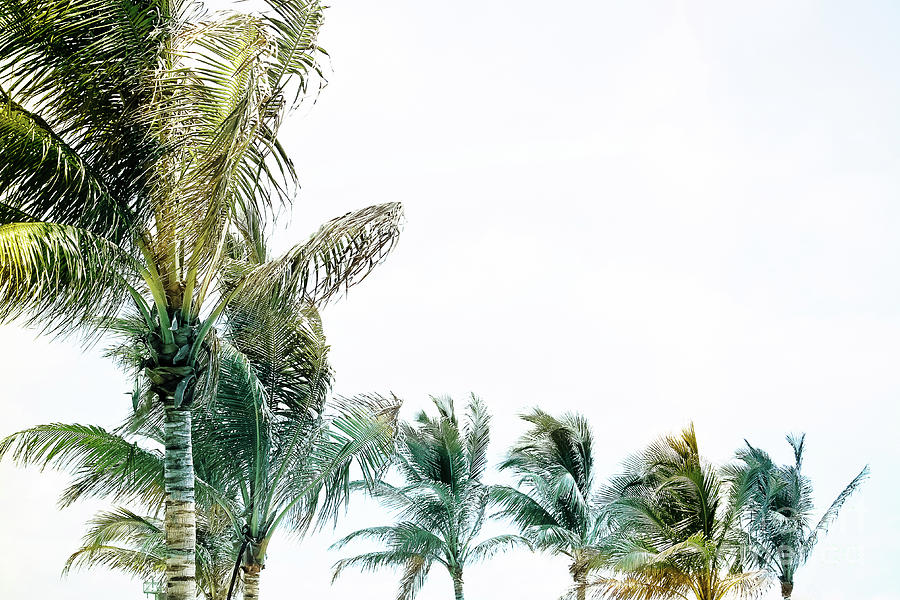 Summer Photograph - Shades of Cool - Palm Trees by Colleen Kammerer