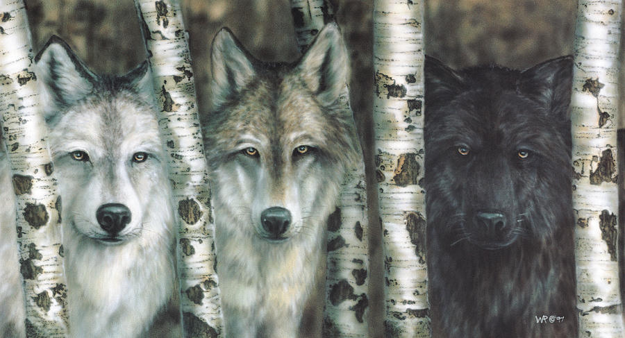 Wolves Painting - Shades of Gray by Wayne Pruse