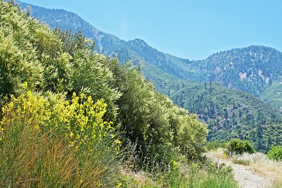 Shades of Green along Very Short Trail off Mount Baldy Road, California   Photograph by Ruth Hager