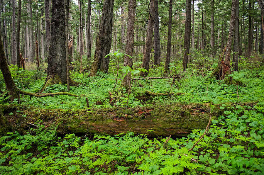 Shades of Green - Rainforest Trail - Juneau Alaska Photograph by Cathy Mahnke
