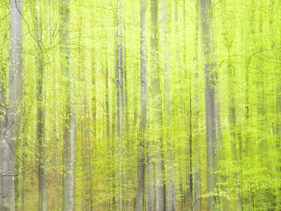 Shades of green Photograph by Usha Peddamatham