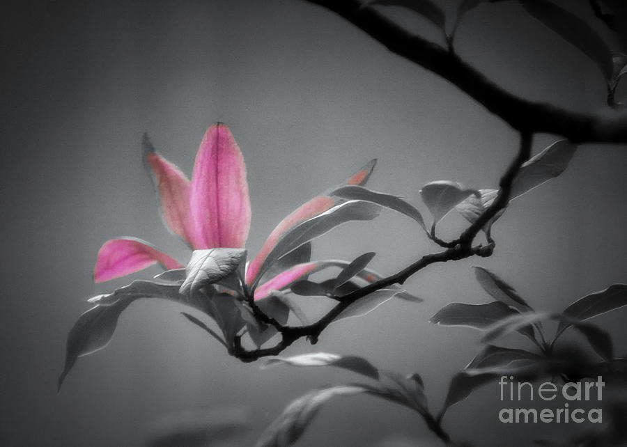 Shades of Grey and Pink Photograph by Janice Pariza