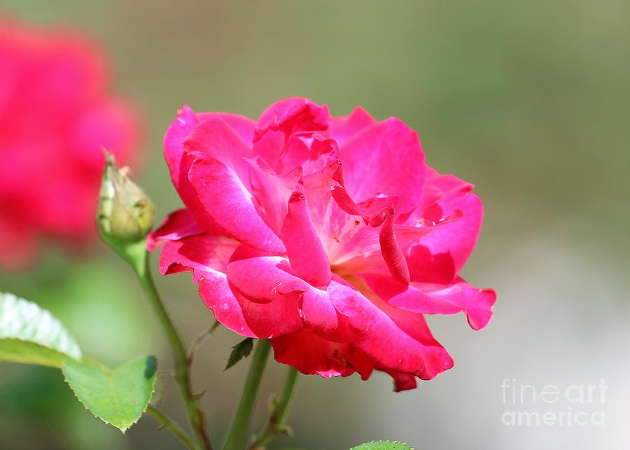 Nature Photograph - Shades of Hot Pink Rose by Diann Fisher
