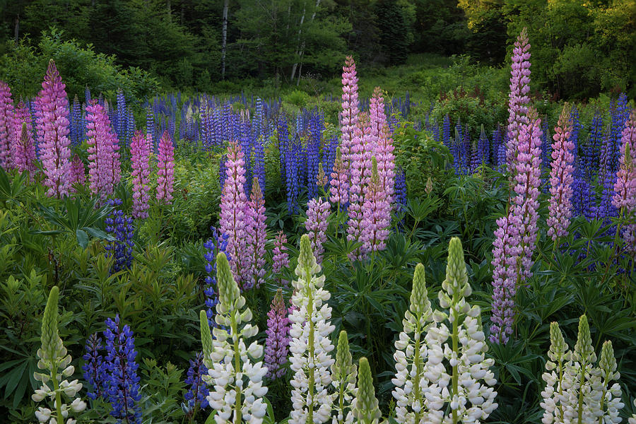 Shades of Lupines Photograph by Darylann Leonard Photography