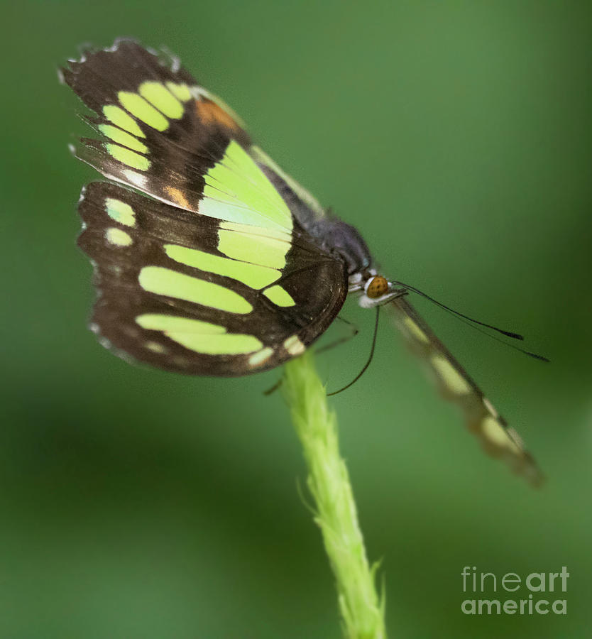 Shades of Malachite Butterfly  Photograph by Ruth Jolly