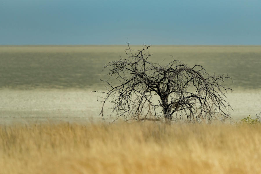 Shades of Namibia Photograph by Roni Chastain