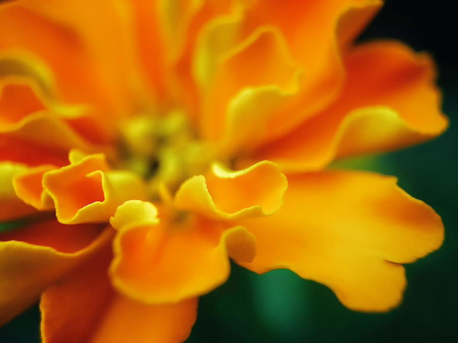 Shades of orange Photograph by Eduard Moldoveanu
