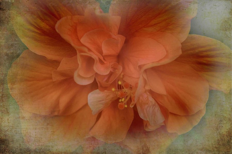 Shades of Orange Photograph by Judy Hall-Folde