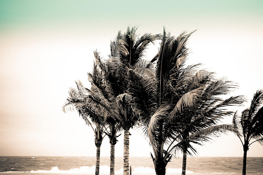 Shades of Palms - Aqua Brown Photograph by Colleen Kammerer