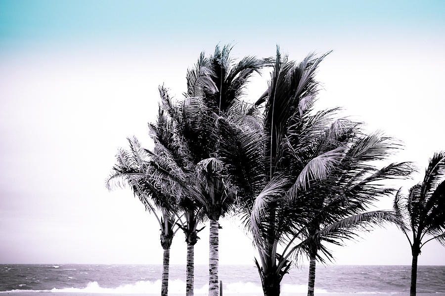 Shades of Palms - Cool Blue Purple Photograph by Colleen Kammerer