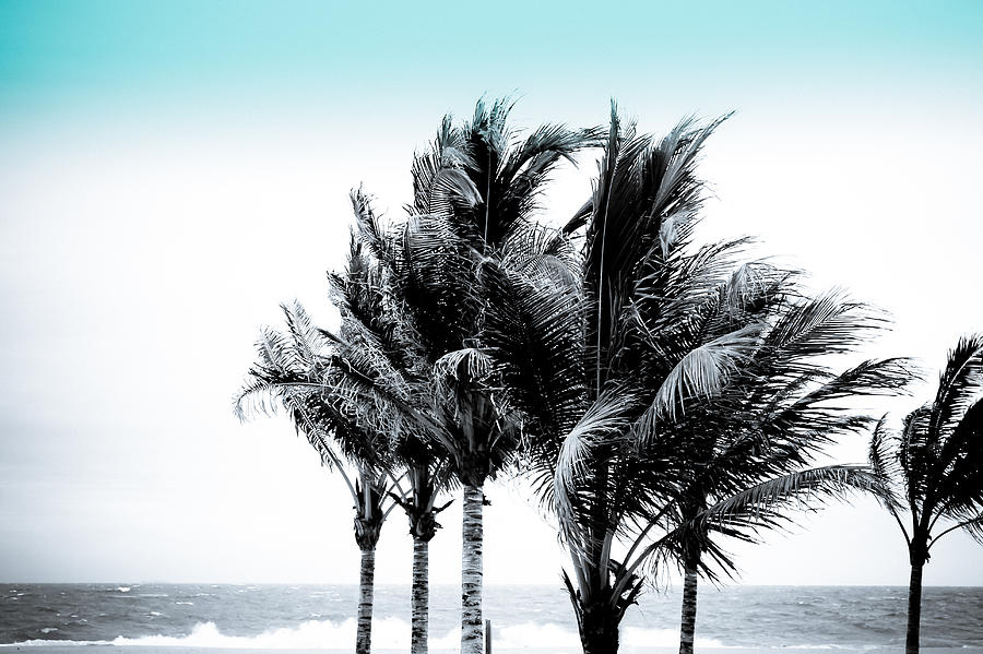 Shades of Palms - Silver Blue Photograph by Colleen Kammerer