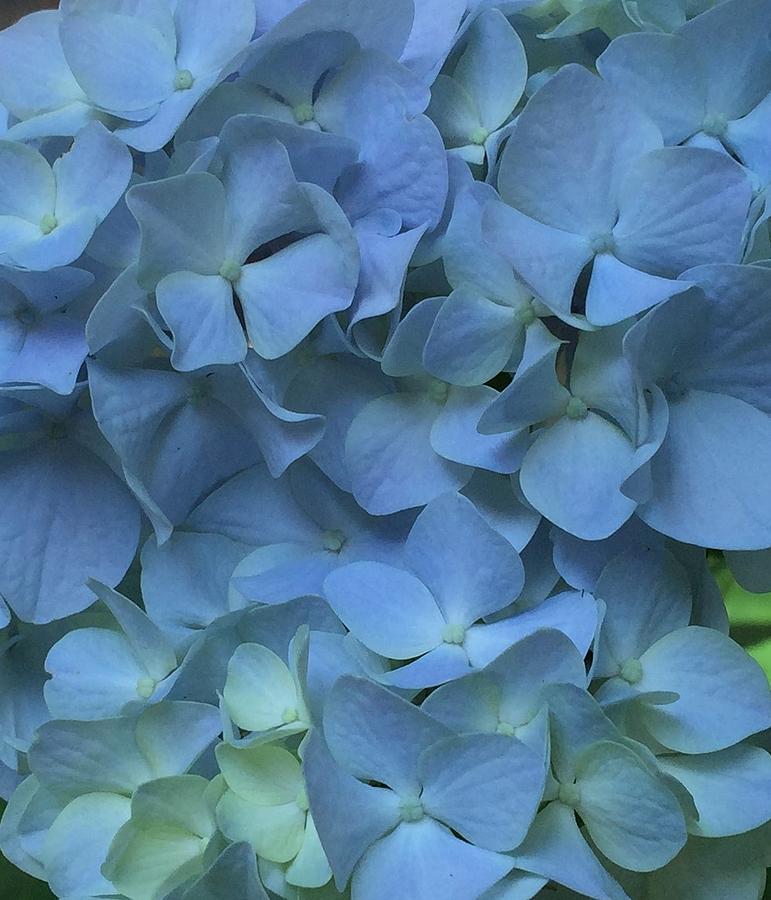 Shades of Periwinkle Blue Hydrangea - Up Close Photograph by Rebecca K ...