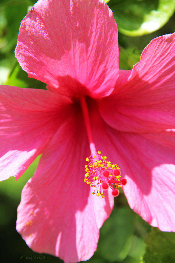 Shades of Pink - Hibiscus Photograph by Kerri Ligatich
