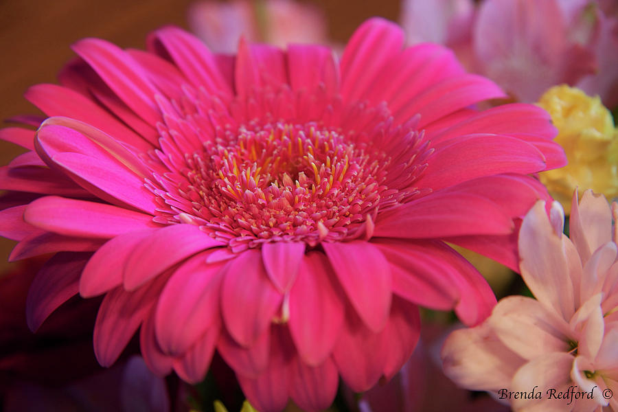 Shades of Pink Photograph by Brenda Redford - Fine Art America