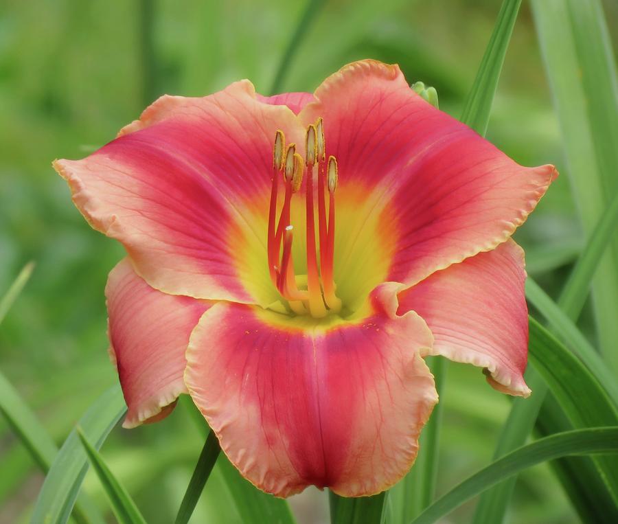 Shades of Pink - Daylily Photograph by MTBobbins Photography