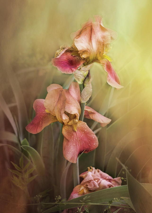 Shades Of Pink Iris Photograph by TnBackroadsPhotos