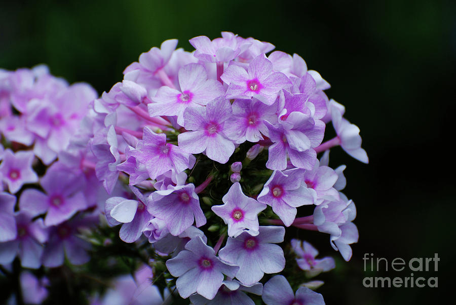 Shades of Pink Phlox Flowers Blooming in a Garden Photograph by DejaVu Designs