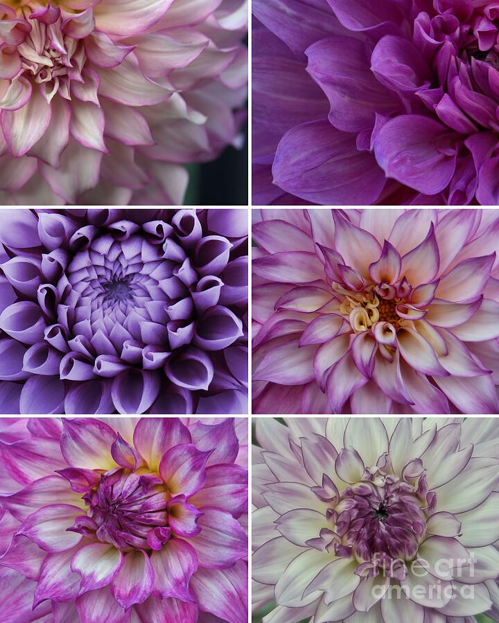 Shades of Purple - Dahlia Collage Photograph by Patricia Strand