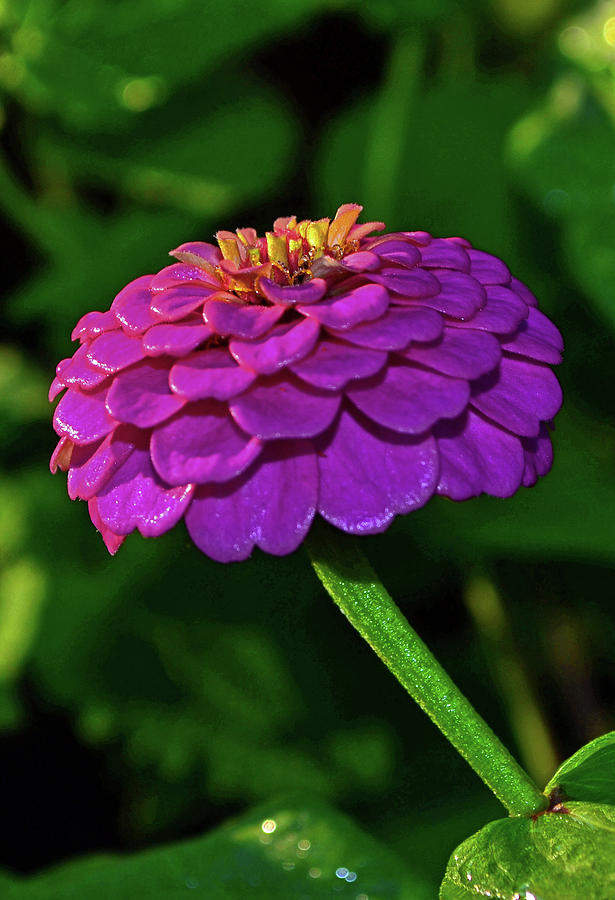 Shades Of Purple - Zinnia 001 Photograph by George Bostian