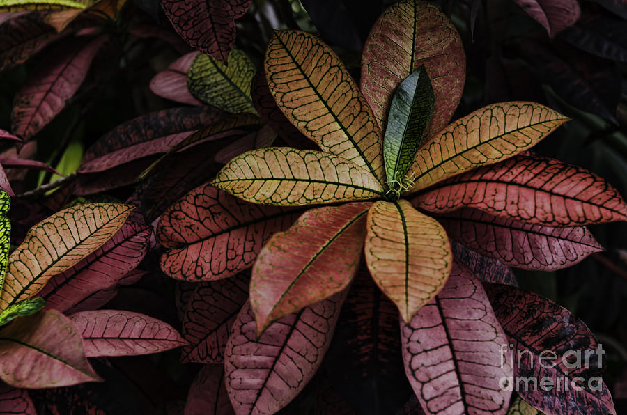 Coleus-shades Of Red Photograph by Judy Wolinsky