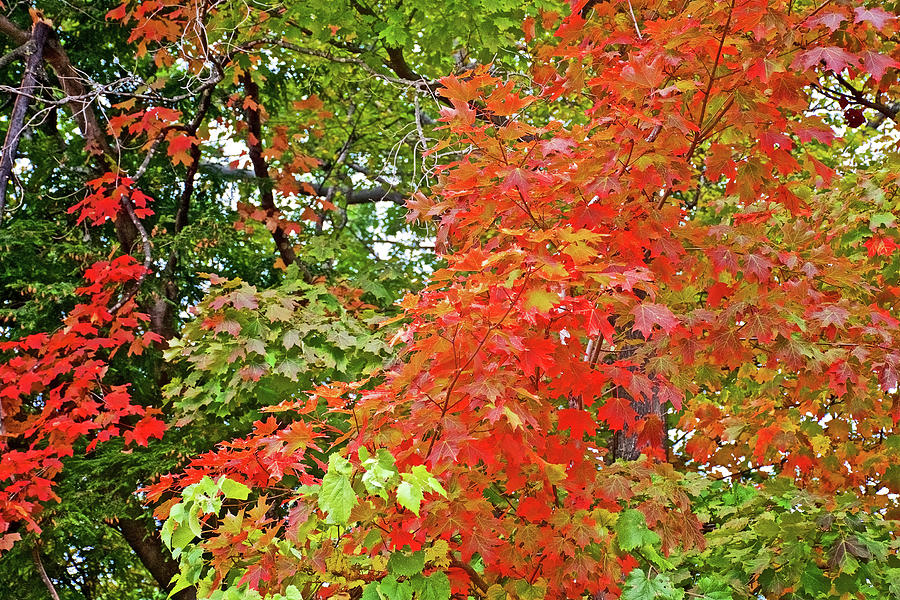 Shades of Red on Trail to North Beach Park in Ottawa County, Michigan Photograph by Ruth Hager