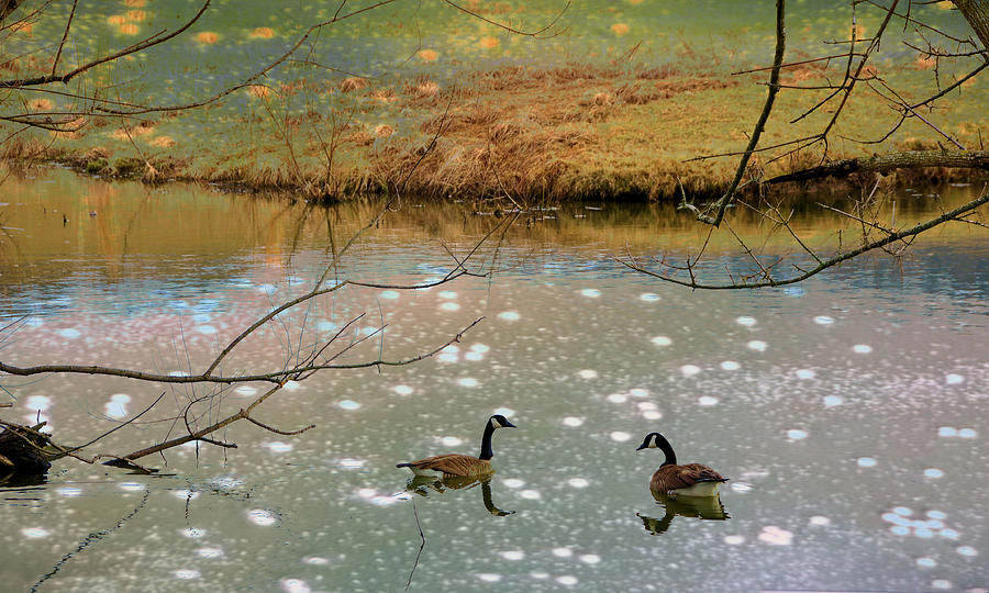 Bird Photograph - Shades Of Seasons Past by Jan Amiss Photography