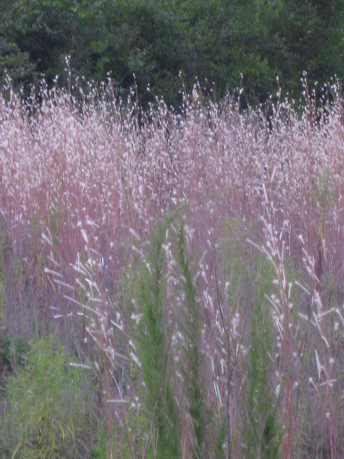 Shades of Summer Grass Photograph by Brenda Berdnik
