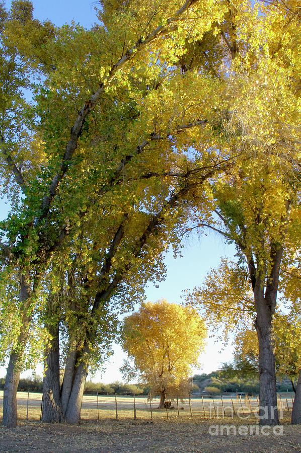 Sunset Photograph - Shades of the Cottonwood by Suzanne Oesterling