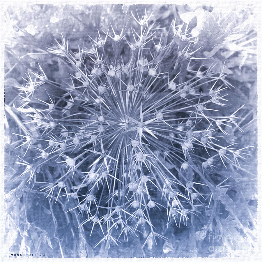 Shades Of White Allium Giganteum Photograph