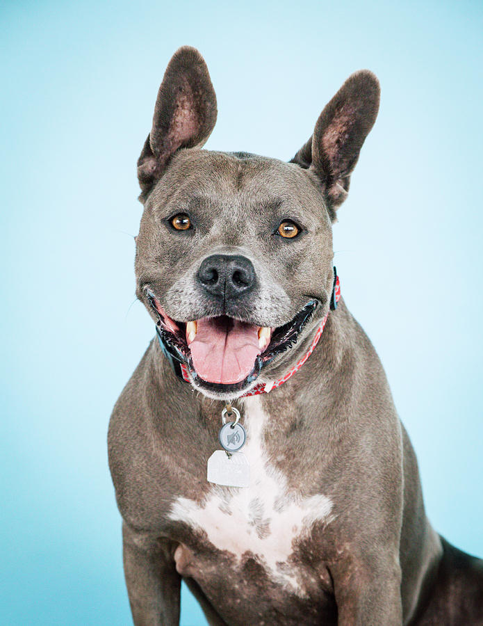 Dog Photograph - Shadow 3 by Pit Bull Headshots by Headshots Melrose