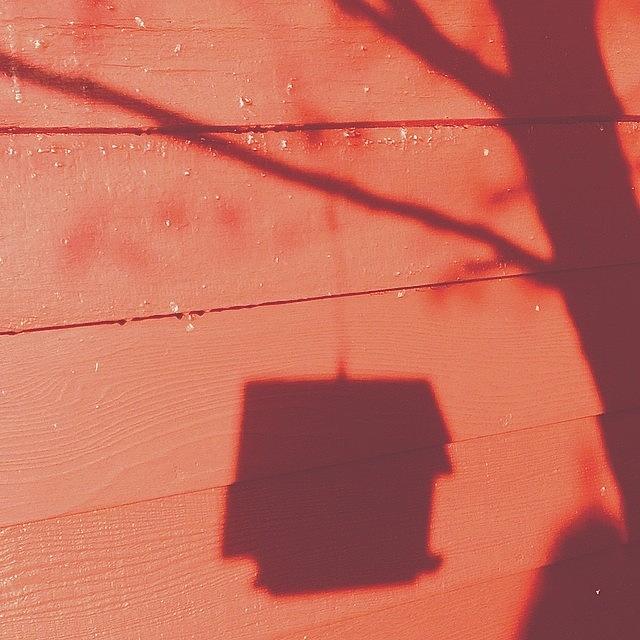 Tree Photograph - #shadow #birdhouse #bird #tree #red by Pete Michaud