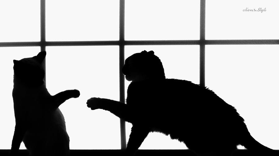 Shadow Cat Photograph - Shadow Boxing by Karen Slagle