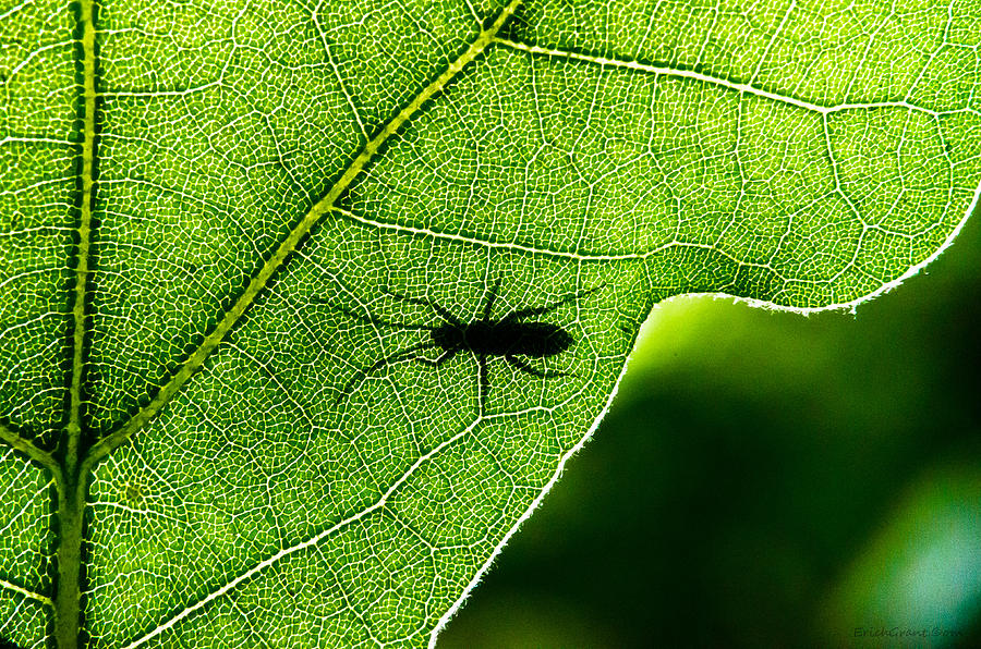 Shadow Bug Photograph by Erich Grant