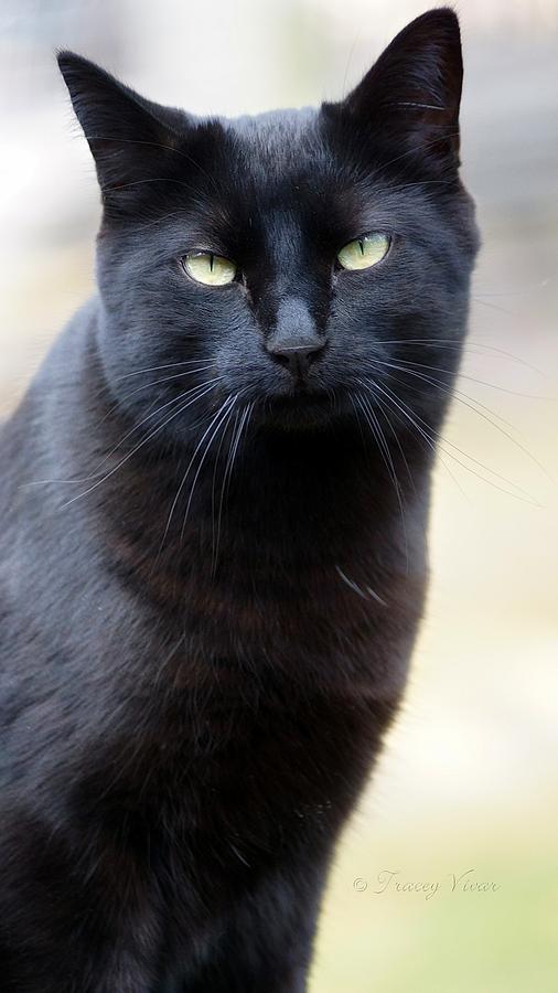 Shadow Cat, Portrait Photograph by Tracey Vivar