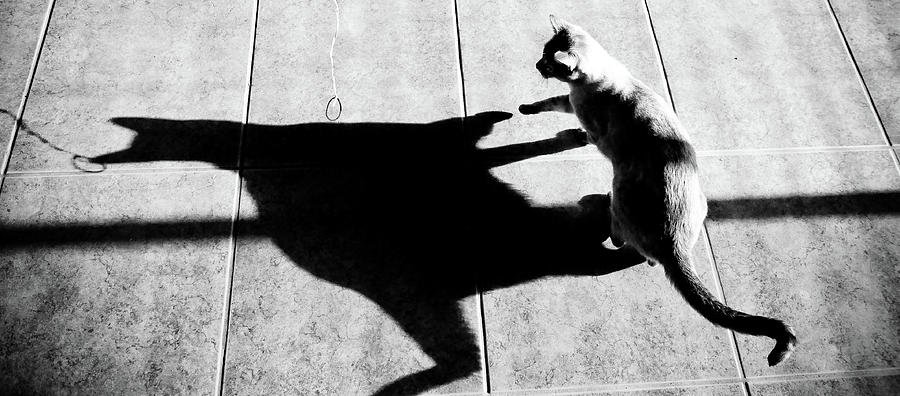 shadow-cat-scott-sawyer.jpg