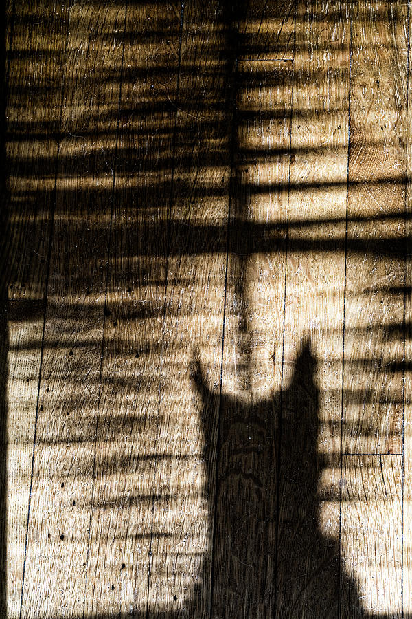 Shadow Cat Photograph by Sharon Popek