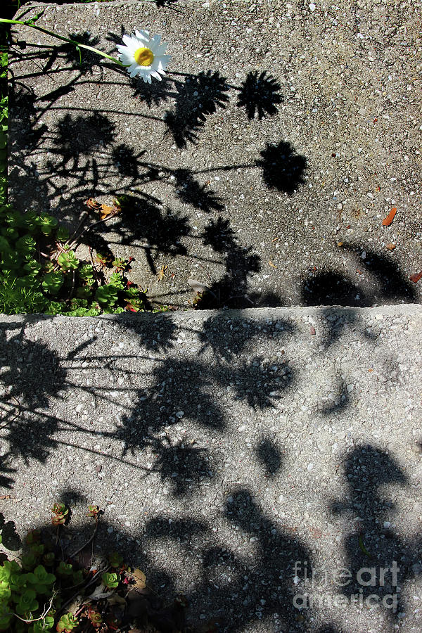 Shadow Daisies Photograph by Karen Adams
