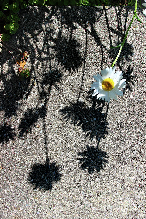 Shadow Daisy Photograph by Karen Adams