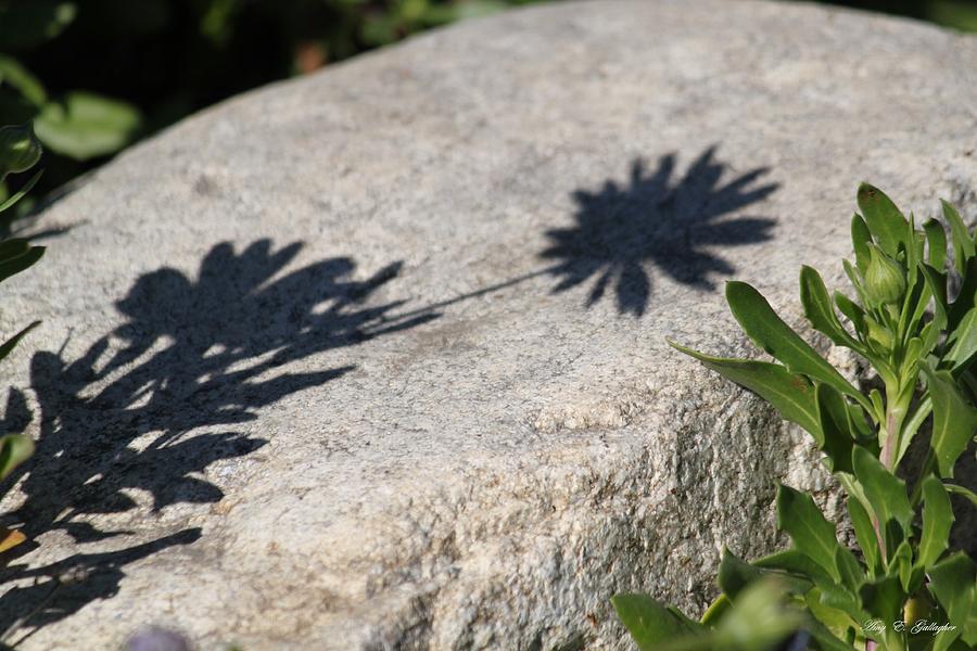 Shadow Flower Photograph by Amy Gallagher