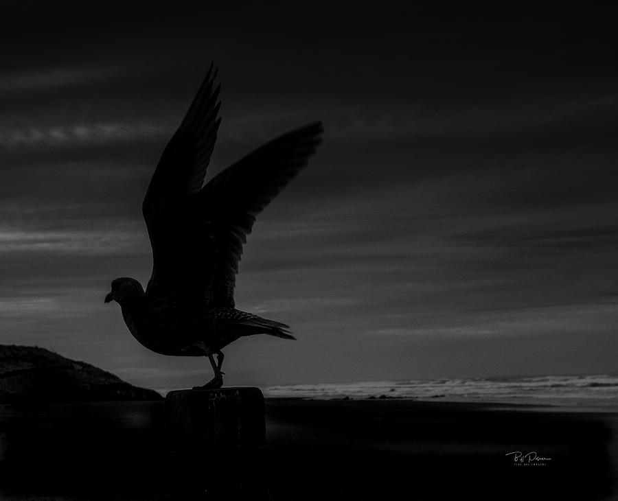 Shadow Gull Photograph by Bill Posner