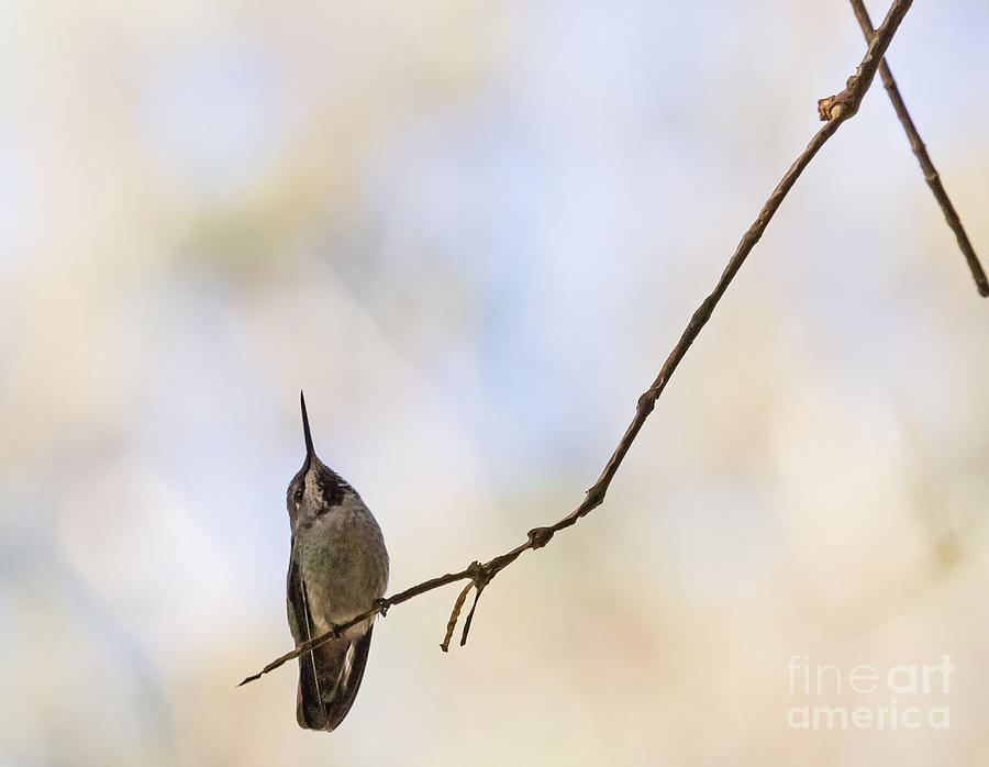Shadow Hummer Photograph by Kate Brown