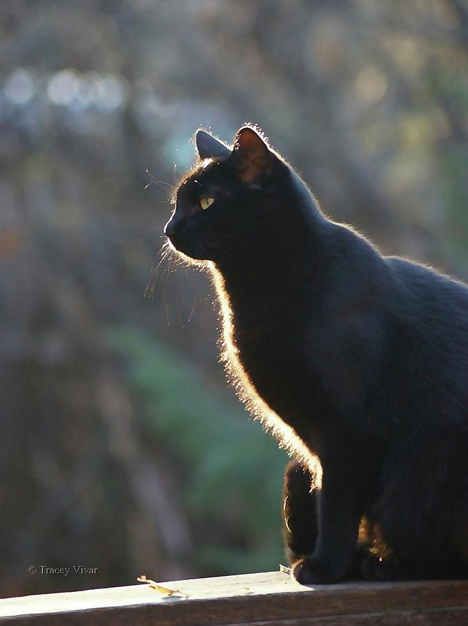Shadow, in Profile Photograph by Tracey Vivar
